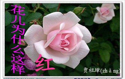 十五 花儿为什么这样红