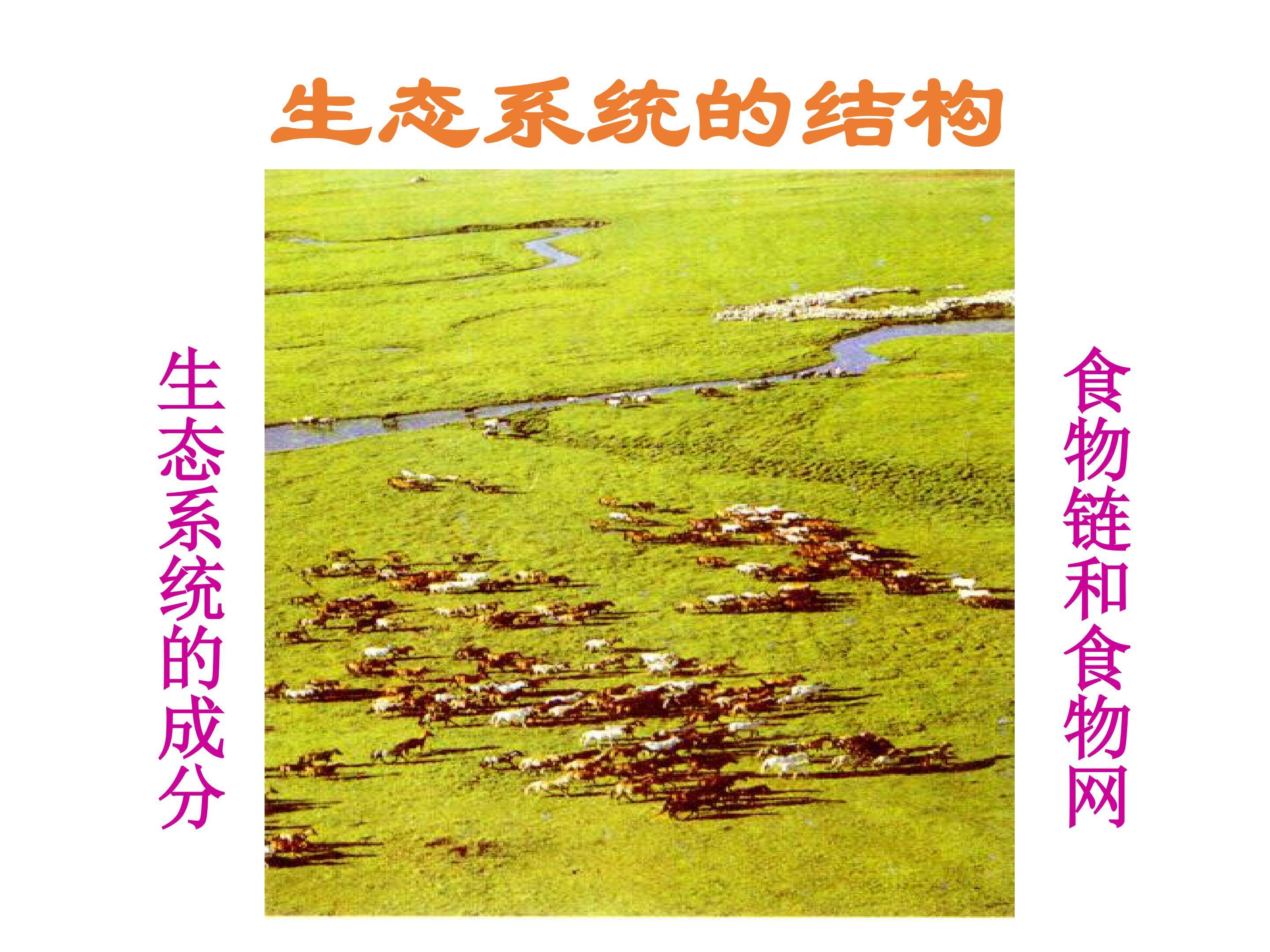 生态系统的结构_课件1