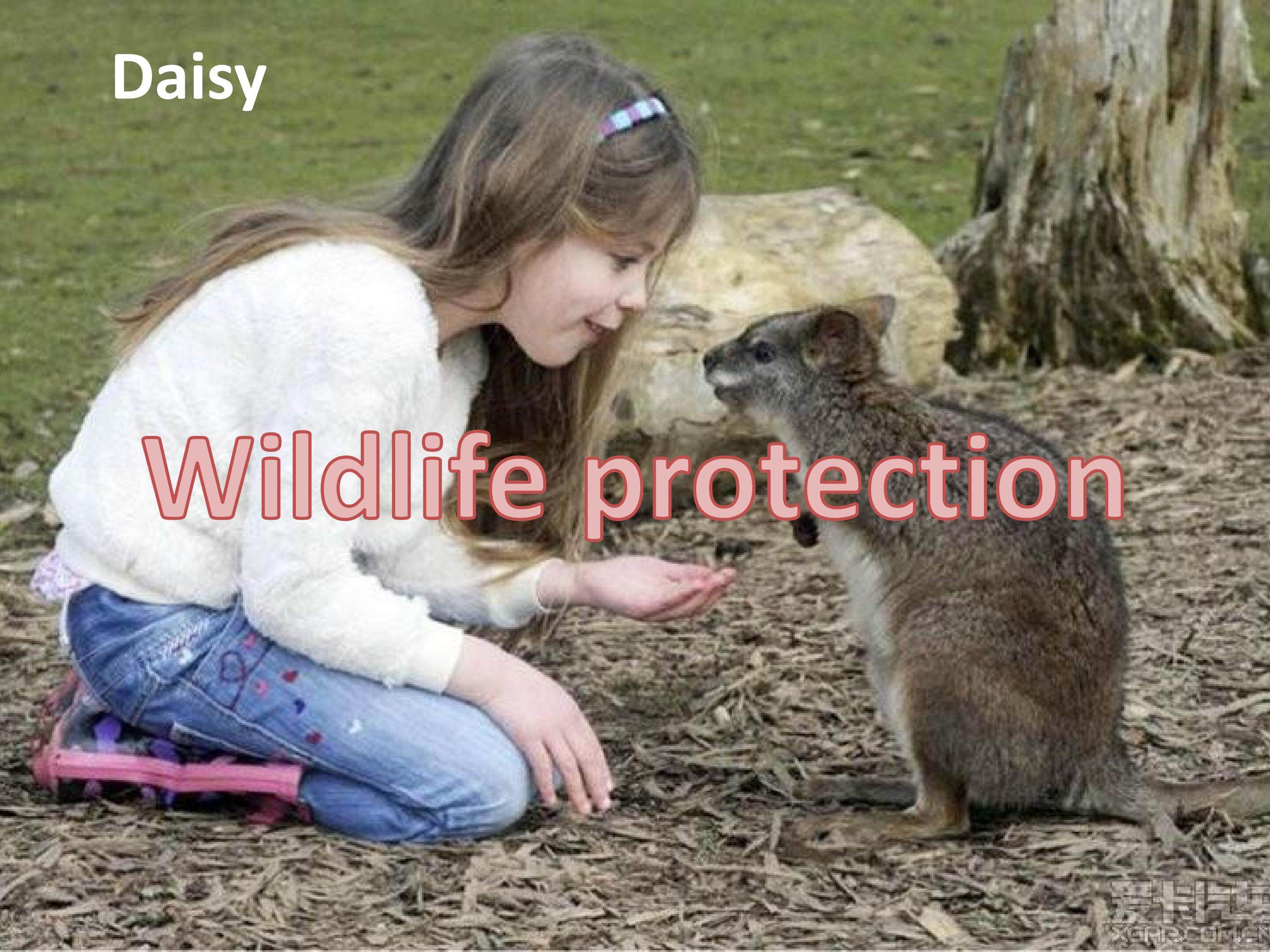 必修2   Unit 4 Wildlife protection