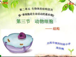 动物细胞