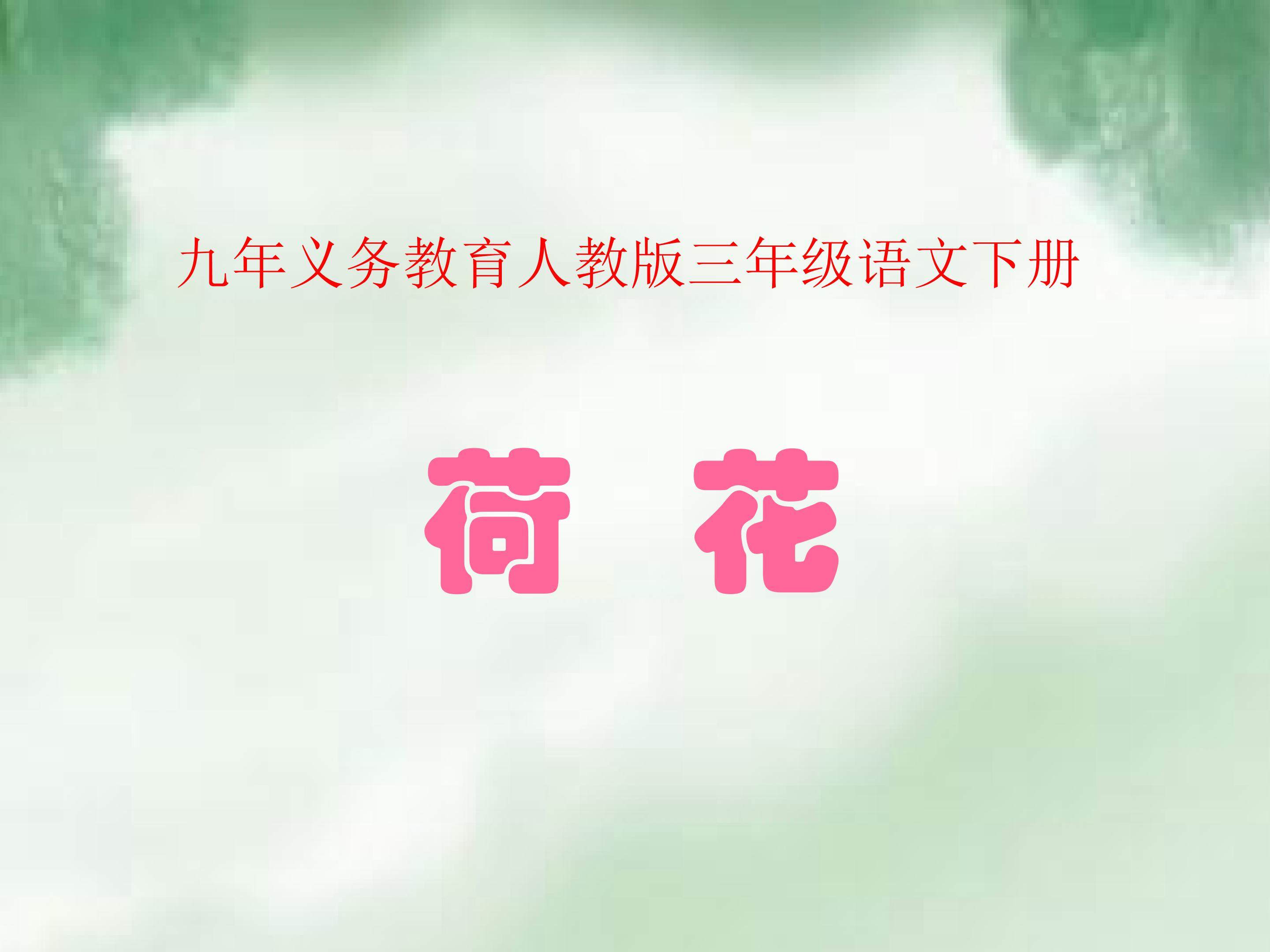 《荷花》教学课件