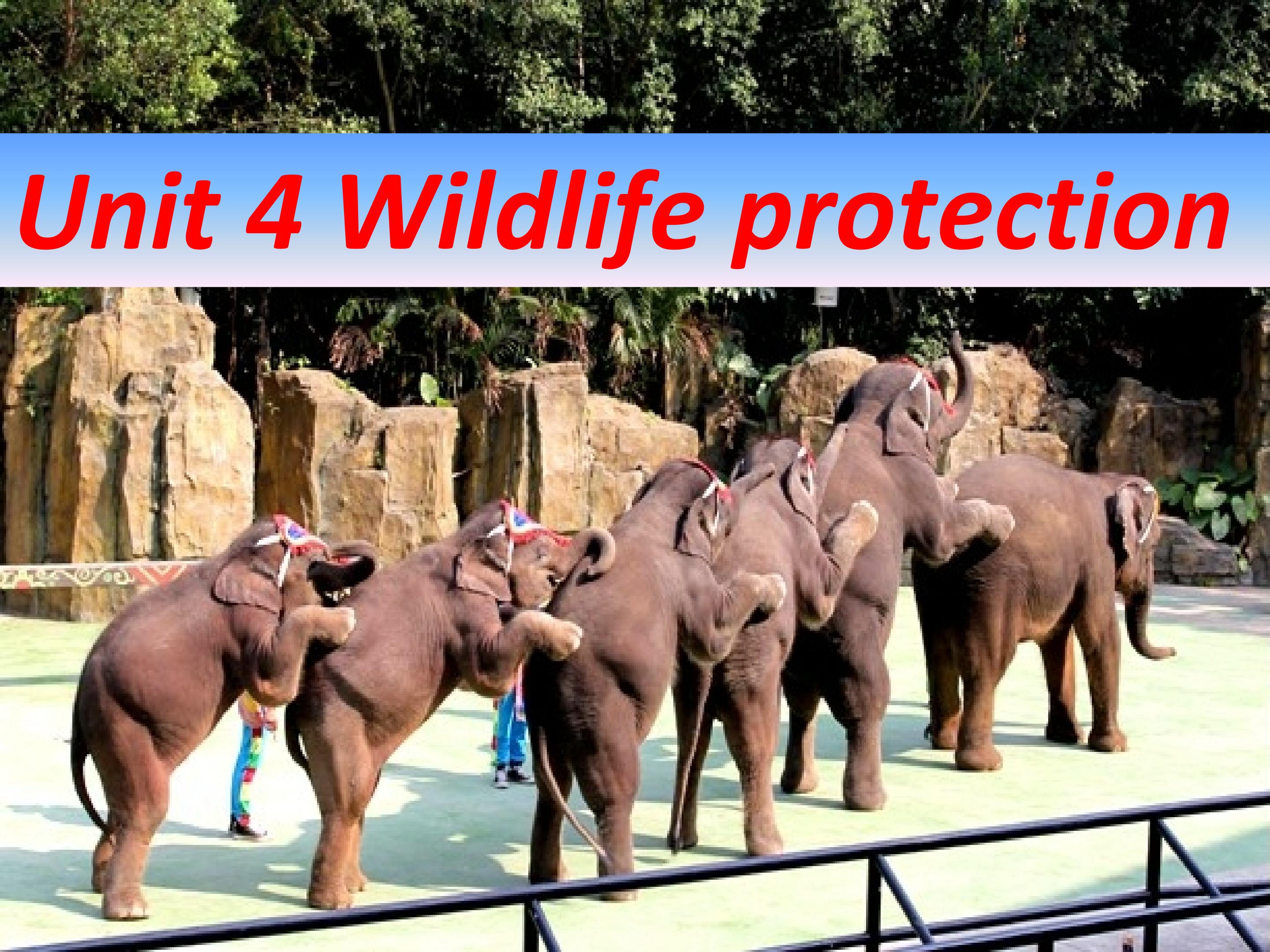必修2 Unit4 Wildlife Protection