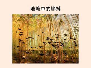 两栖类和爬行类(第一课时)