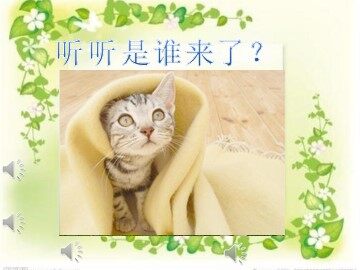 15 猫