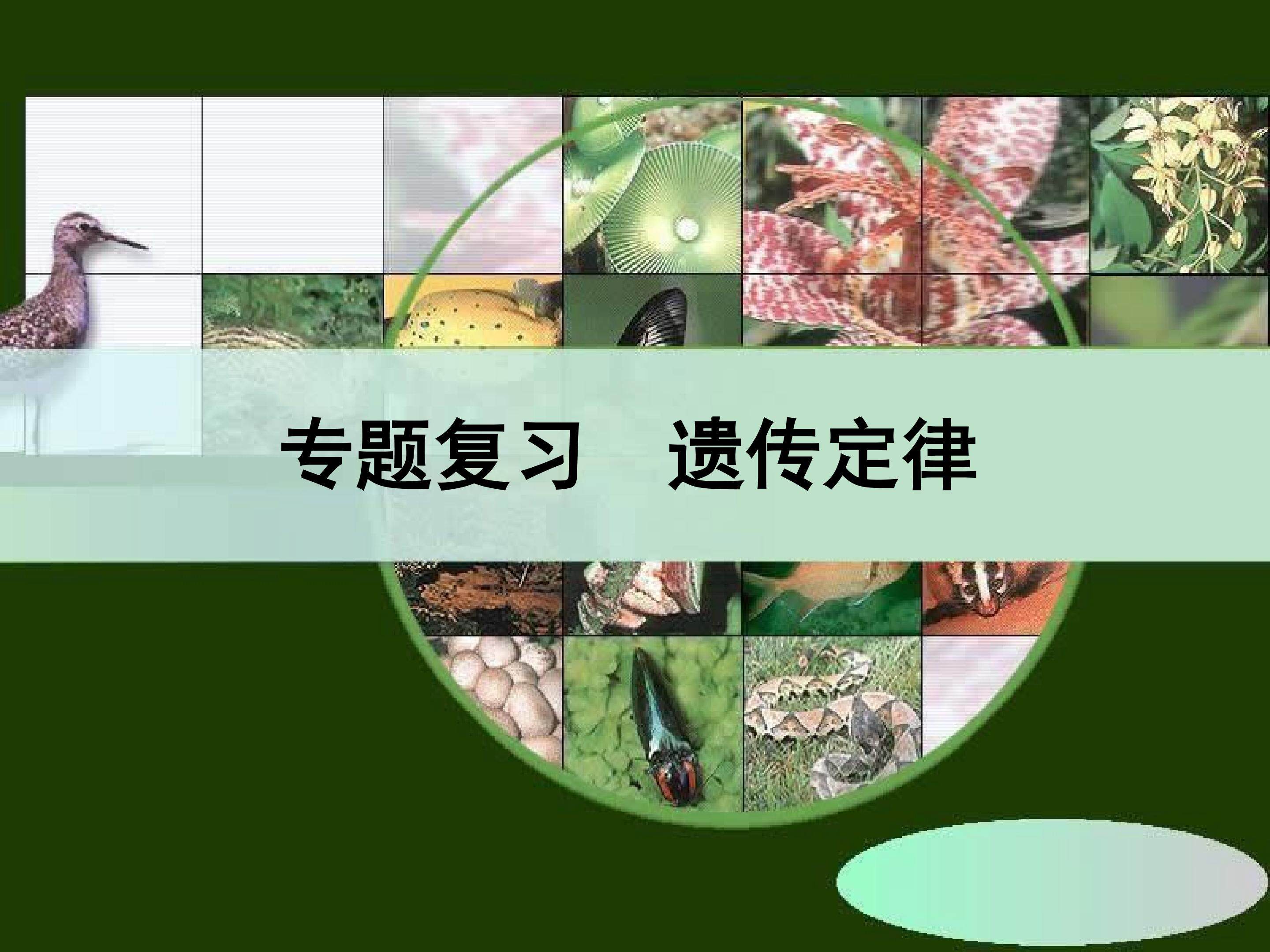 专题复习  遗传定律