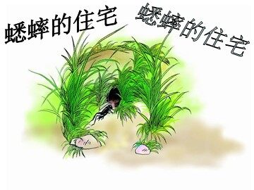 7 蟋蟀的住宅