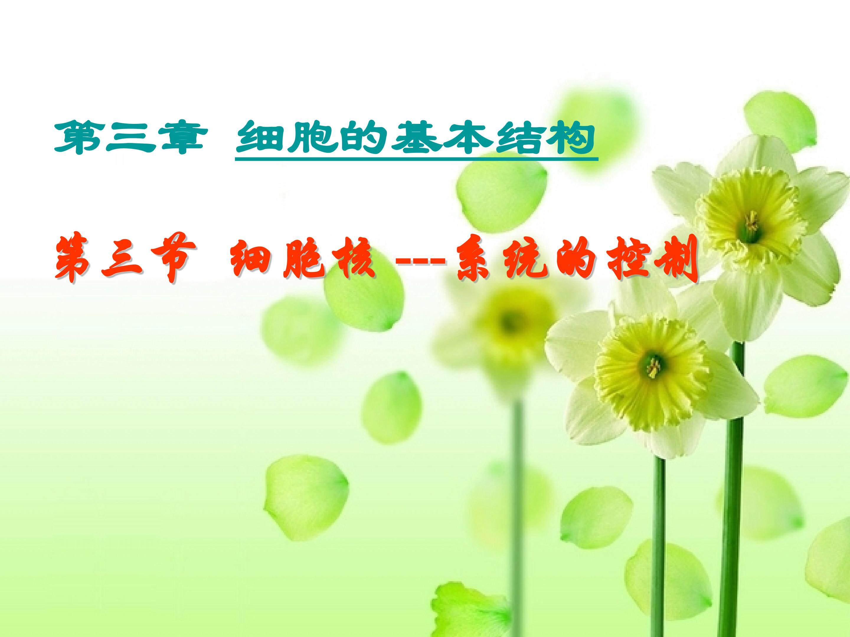 细胞核