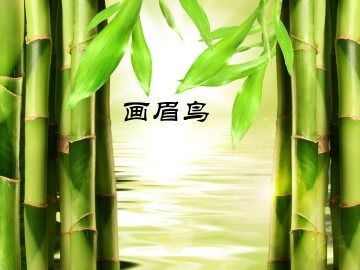 画眉鸟_课件1