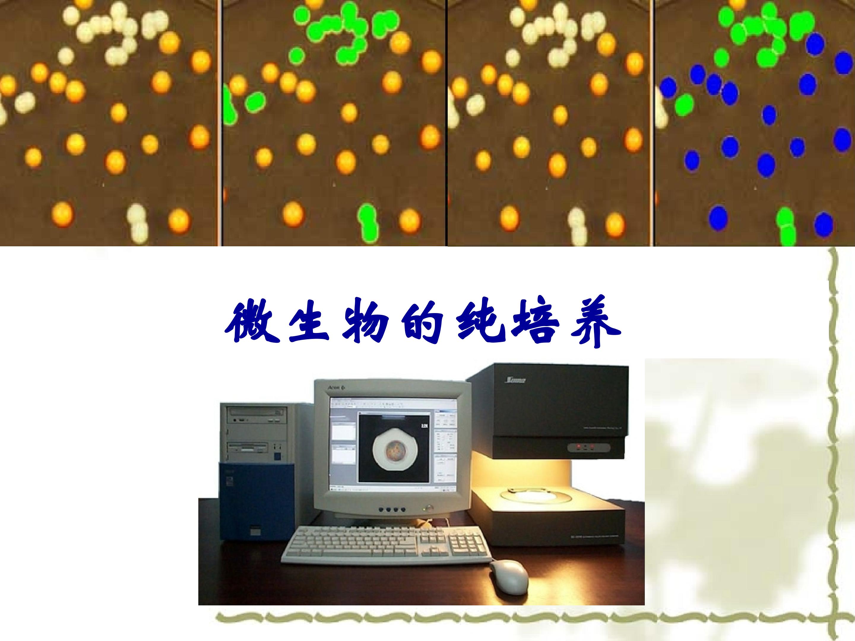 微生物的纯培养_课件1