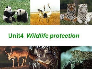 Unit 4 Wildlife protection