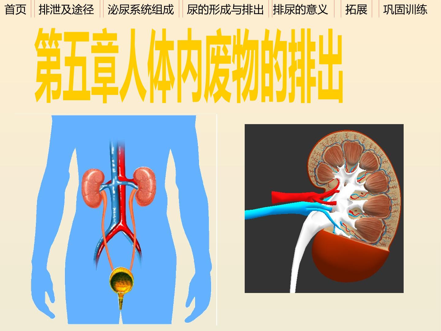 人体内废物的排出