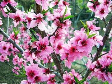 20* 花的勇气