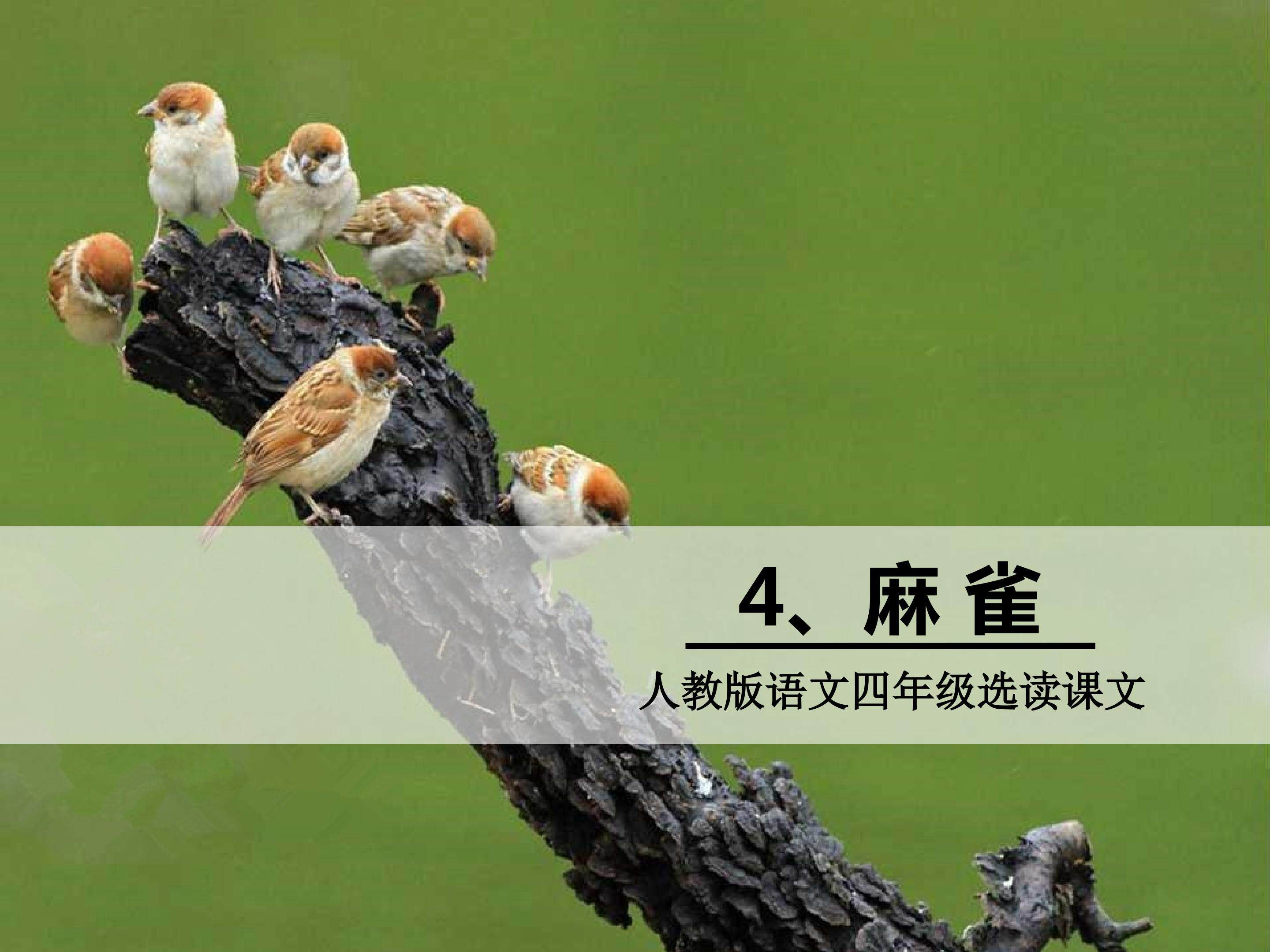 《麻雀》