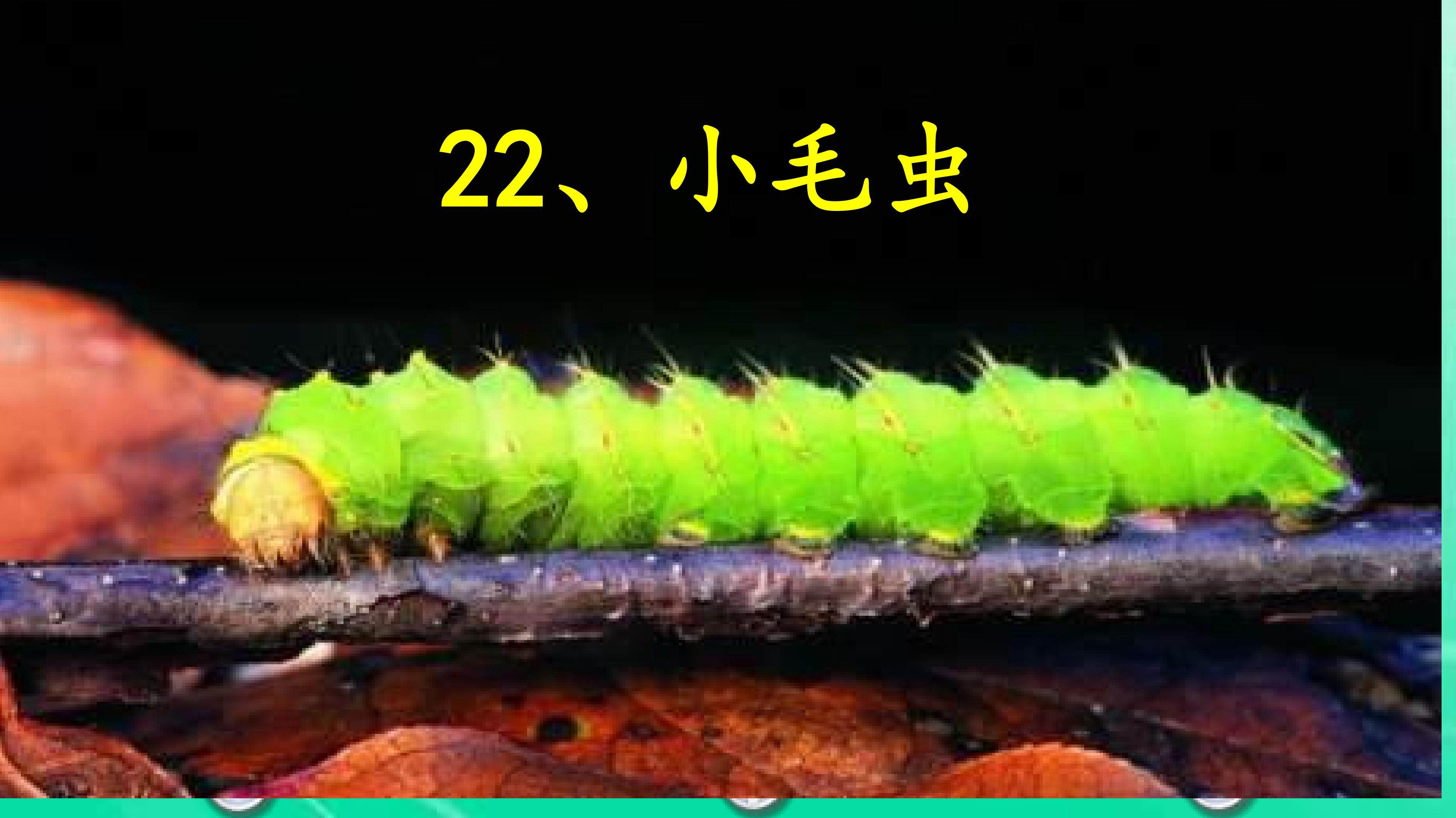 小毛虫