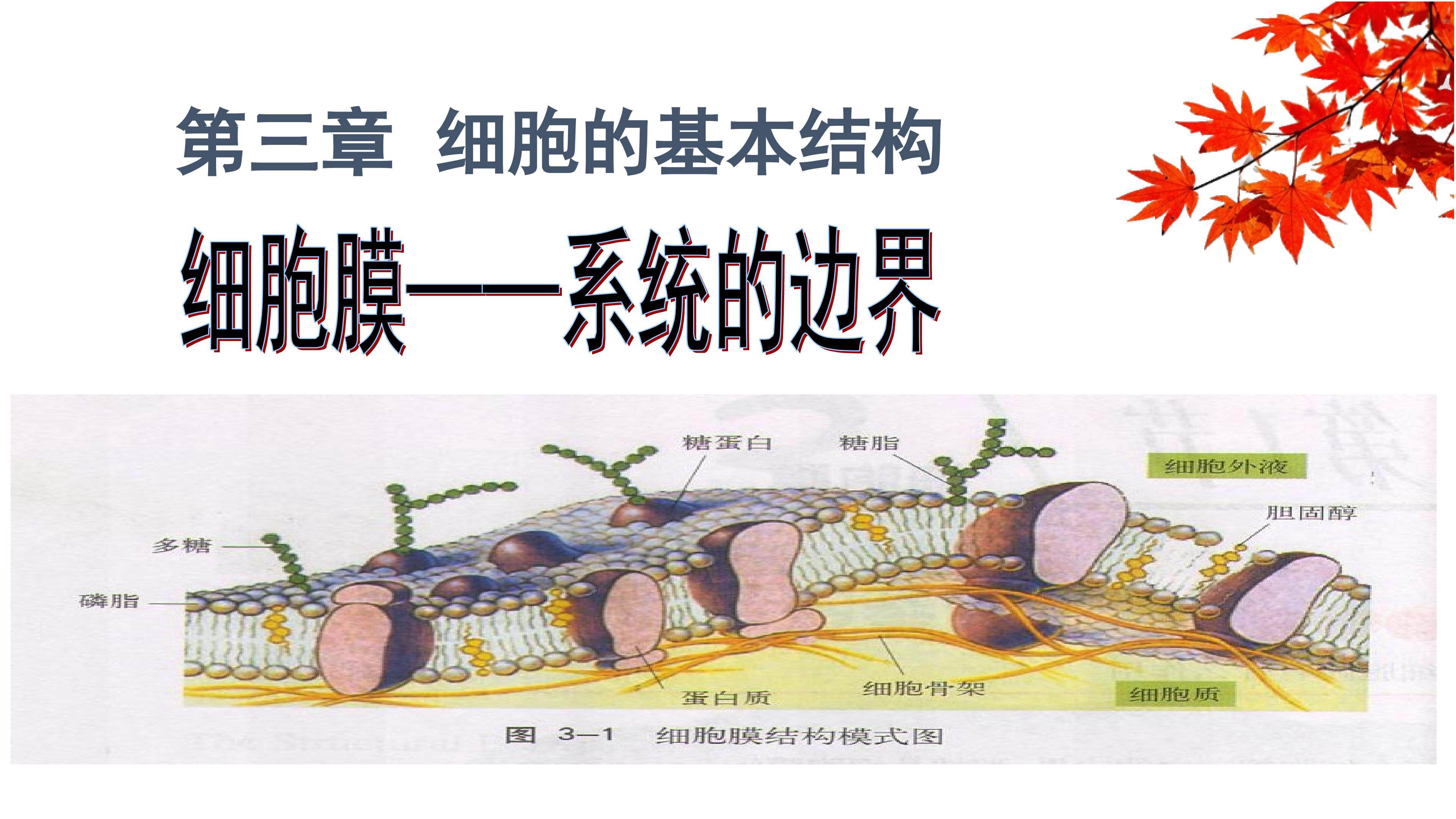细胞膜----系统的边界