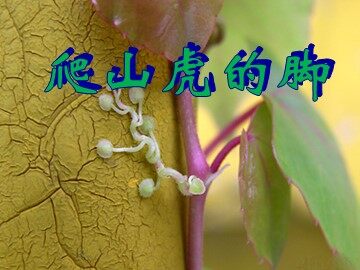 6 爬山虎的脚