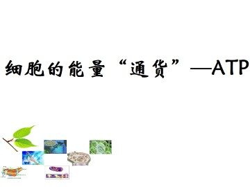 细胞的能量‘通货’——ATP_课件1