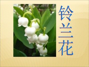 铃兰花_课件2