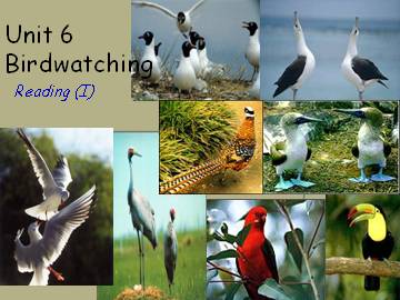 Unit 6 Birdwatching_课件1