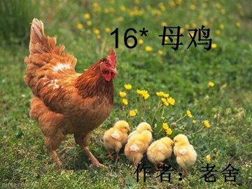16* 母鸡