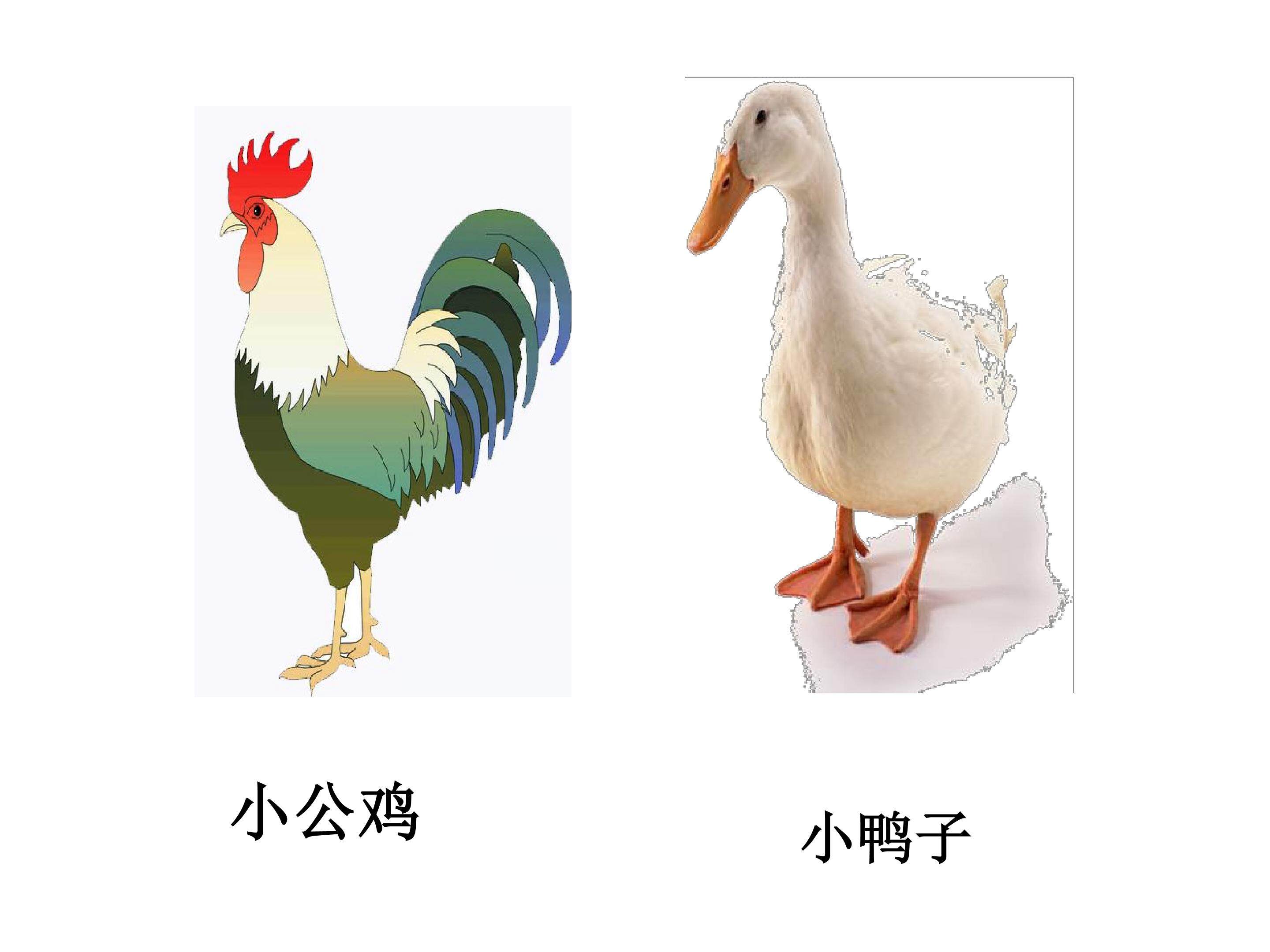 小公鸡小鸭子