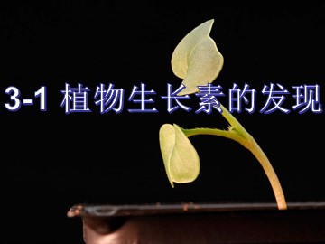 第1节 植物生长素的发现
