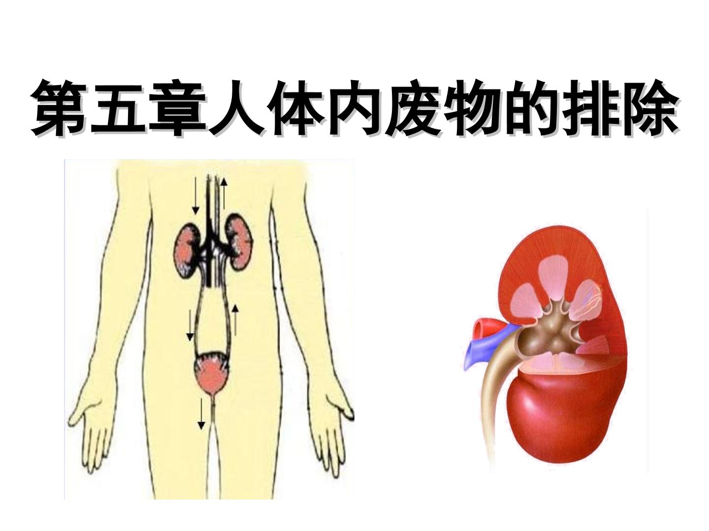 人体内废物的排出