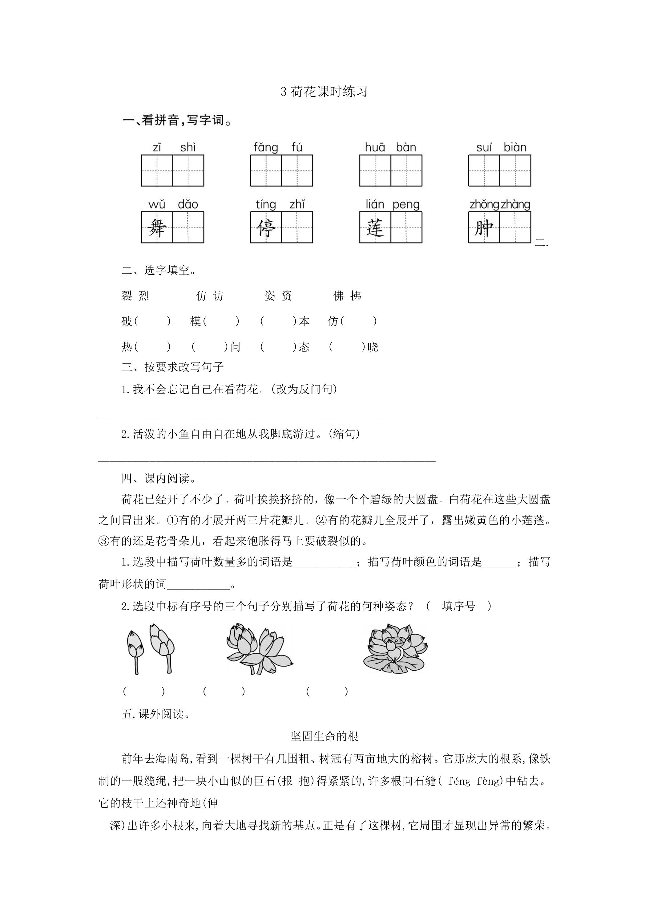 3荷花课时练习02