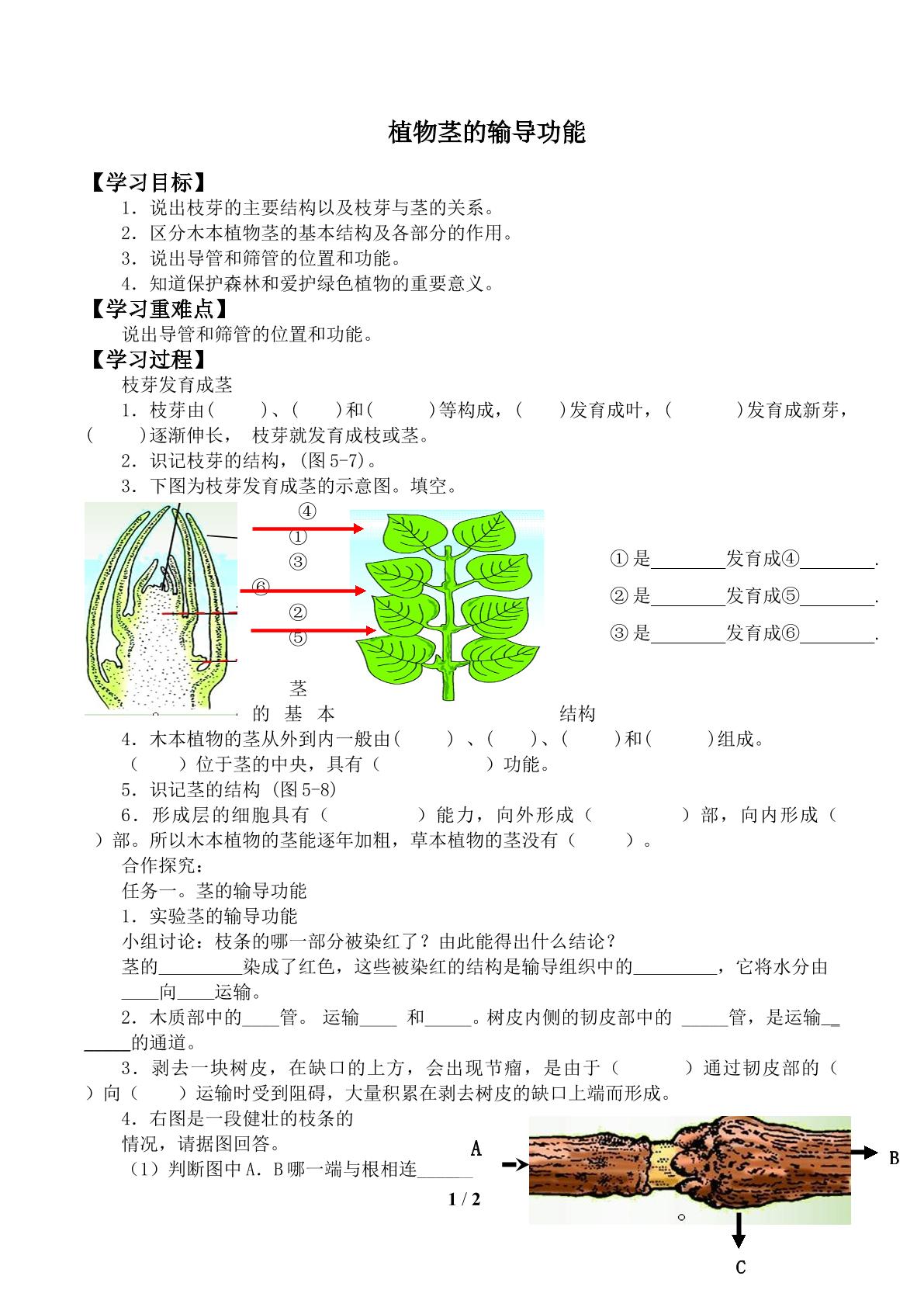 植物茎的输导功能_学案2