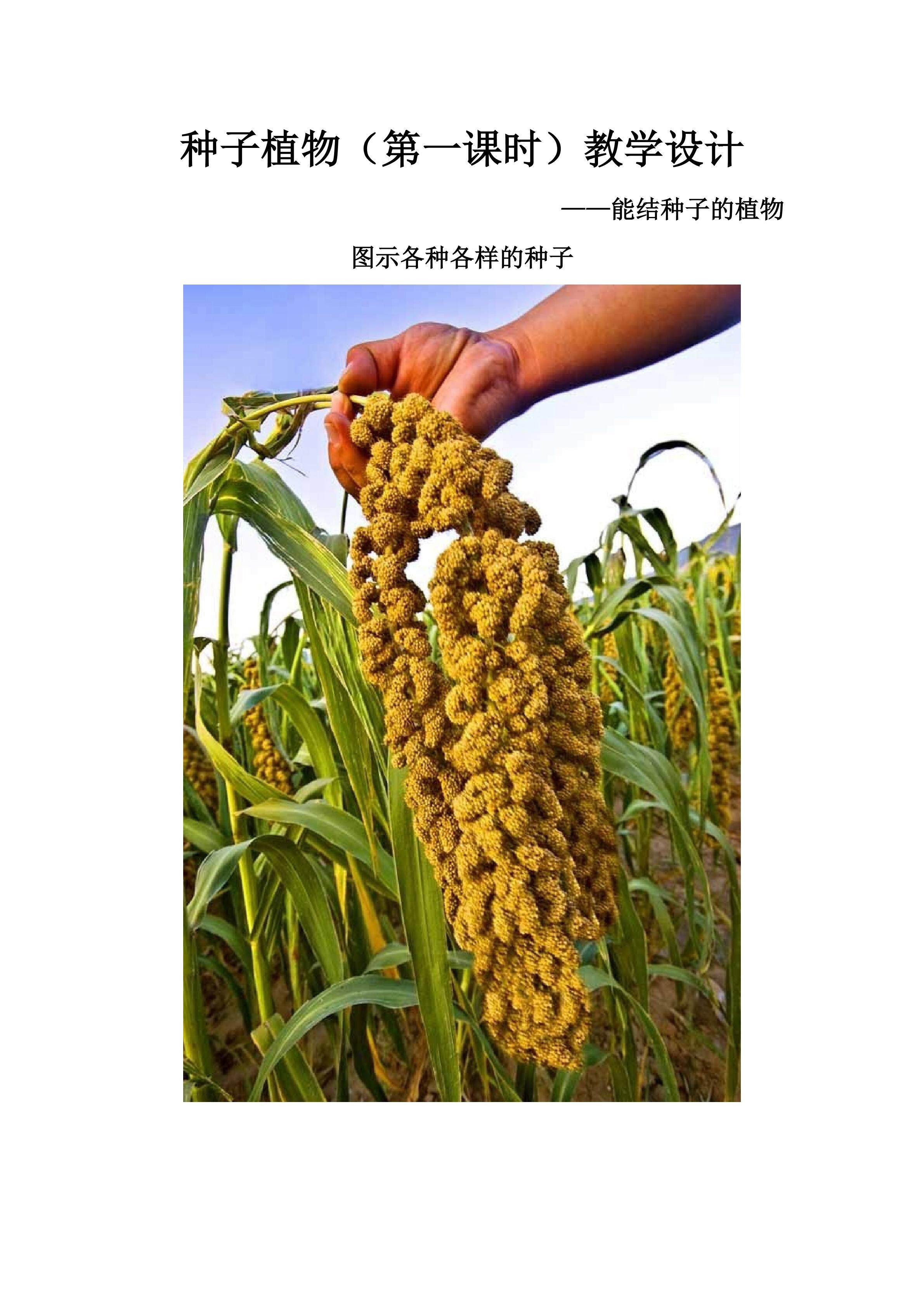 种子植物（第一课时）教学设计