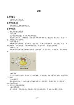 动物_教案