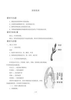 芽的发育_教案1