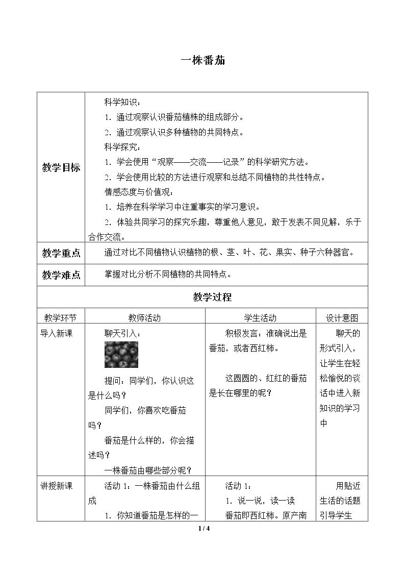 一株番茄