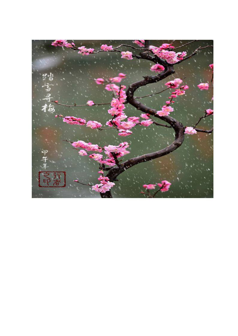 踏雪寻梅