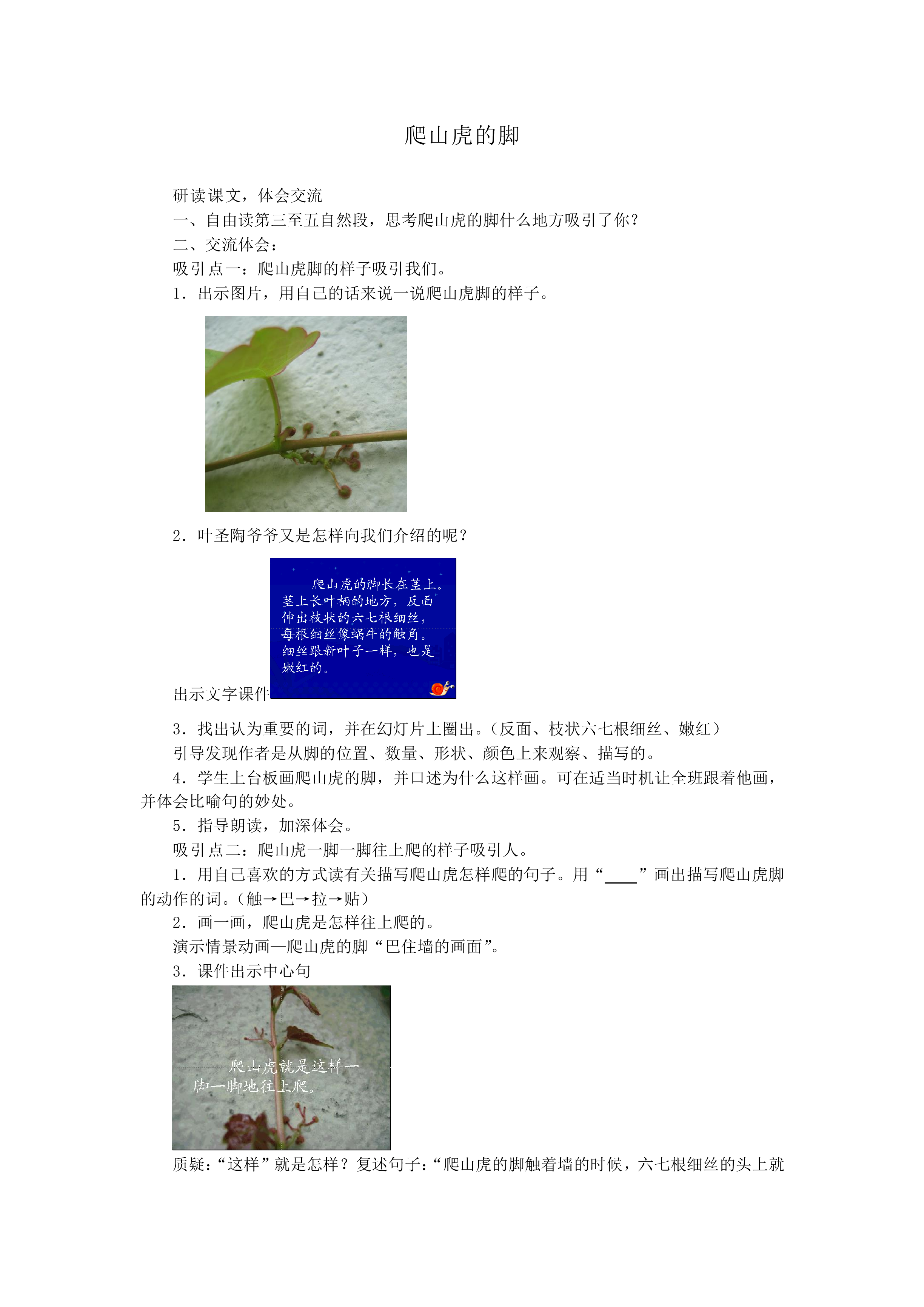 爬山虎的脚_教案1