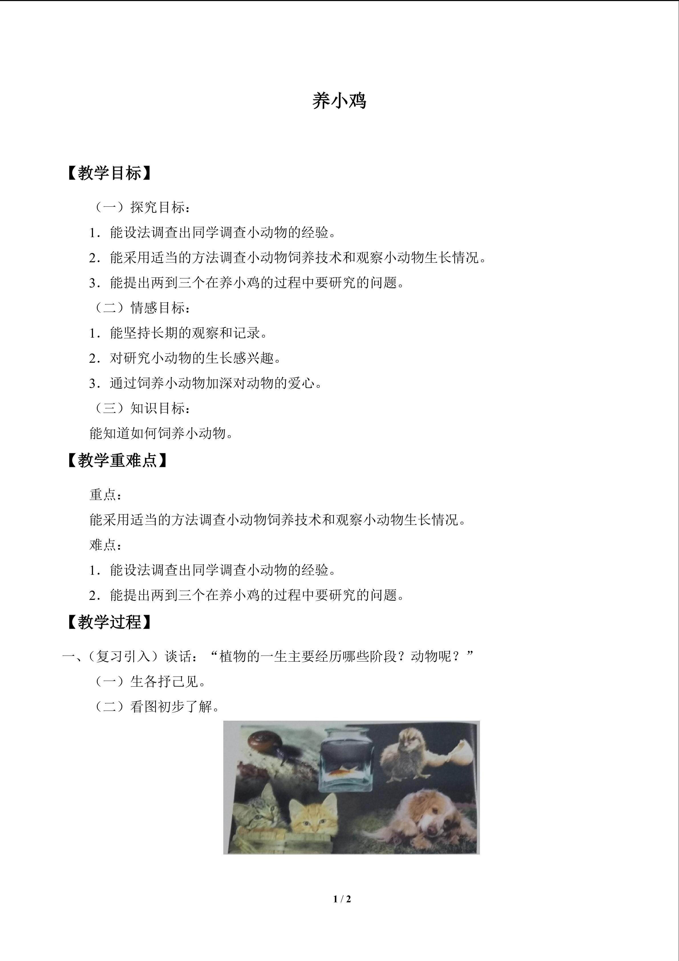 养小鸡_教案1